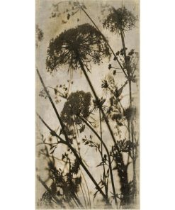 Toile Botanica Carottes Sauvages, 90x180cm | Alfonz