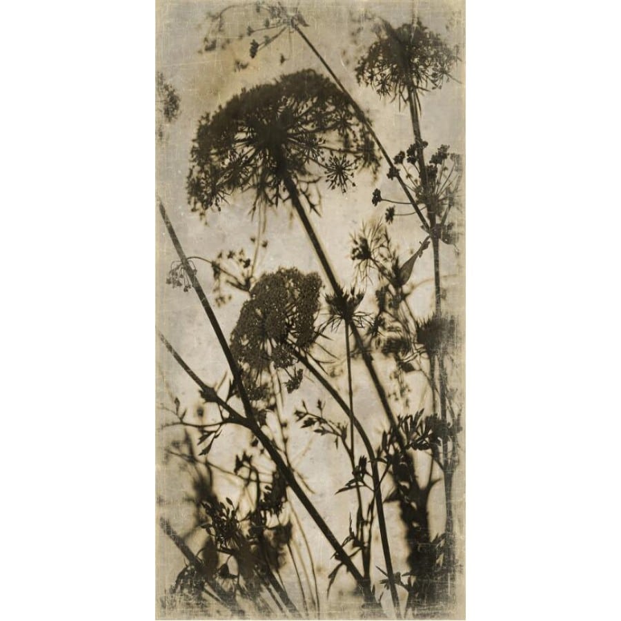 Toile Botanica Carottes Sauvages, 90x180cm | Alfonz